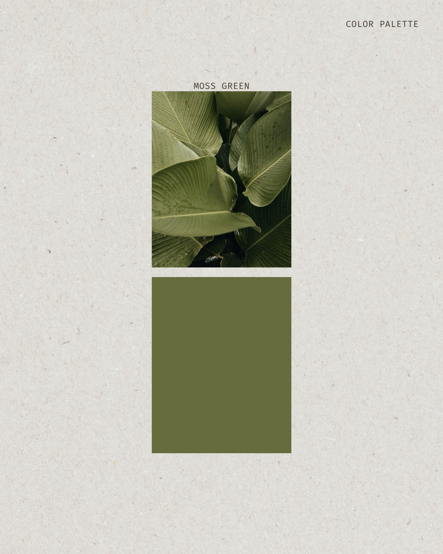 Modal Hijab | Moss Green