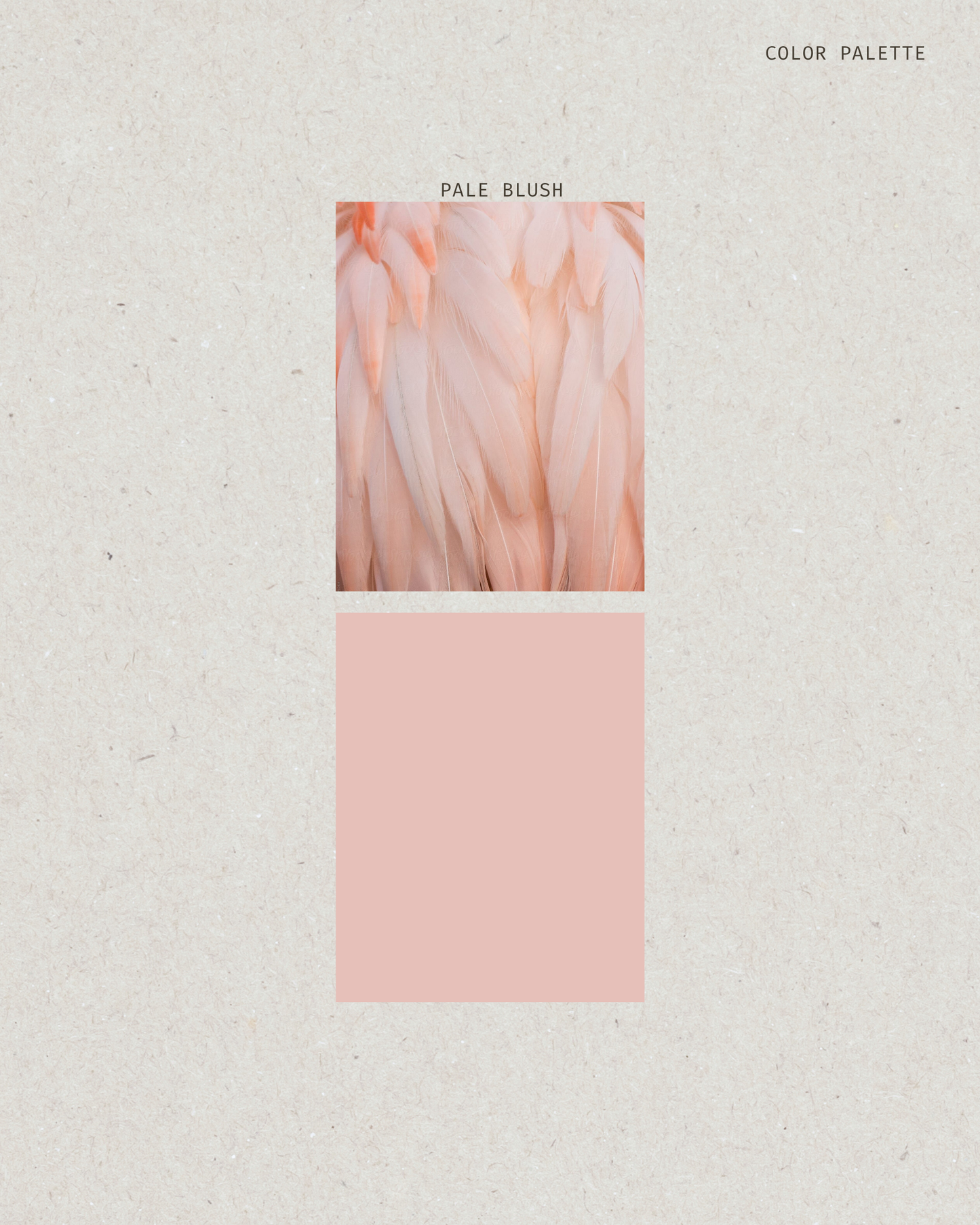Color swatch labeled 'Pale Blush' with a pink square on a textured beige background.