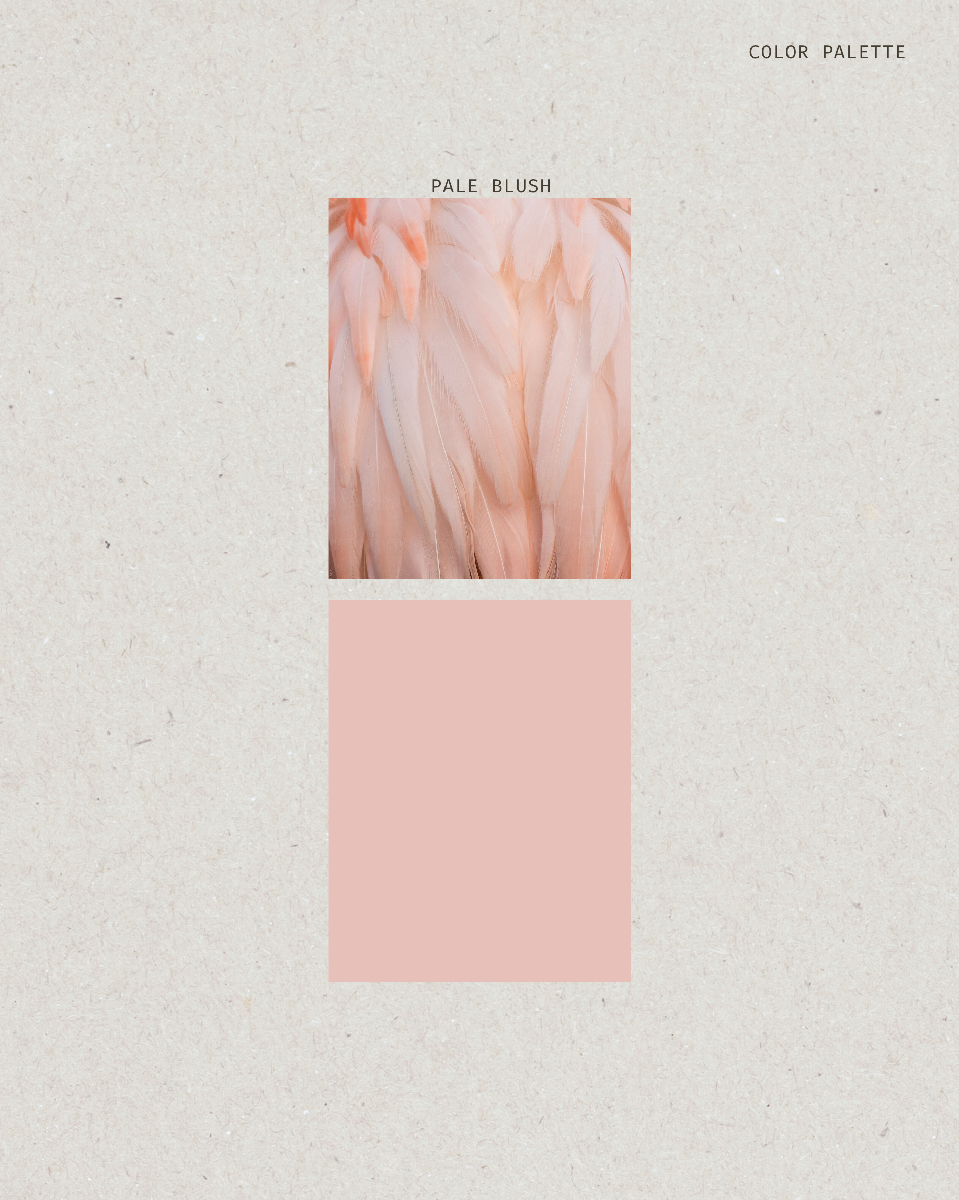 Color swatch labeled 'Pale Blush' with a pink square on a textured beige background.